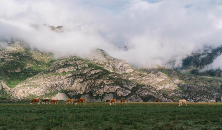 Как построить отель мечты без опыта и инфраструктуры: история алтайского проекта YÜTA